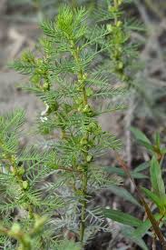 Image result for Haloragaceae