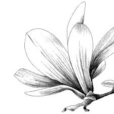 Valerie Pierre-Louis and Ronald Domond's Wedding Website