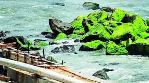 rare algae bloom on Coastal Road ...