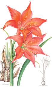 Image result for Cyrtanthus rhodesianus