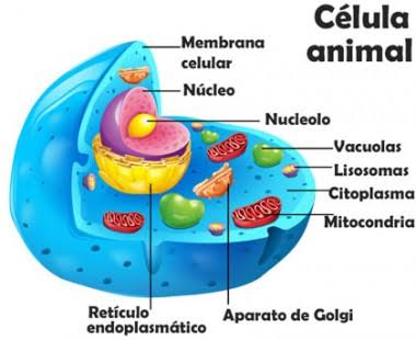 Célula animal