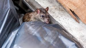 Other shots of this car include , and. Pest Advice For Controlling Rats