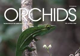 Image result for Platycoryne crocea