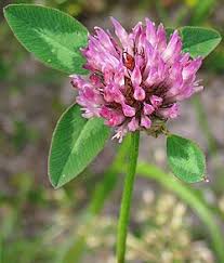 Image result for Trifolium isthmocarpum