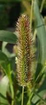 Image result for Setaria italica
