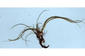 Image result for Isoetes schweinfurthii