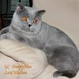 Silvertales Cattery - British Shorthair, Kittens for Sale