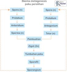 Susunlah skema pergiliran keturunan (metagenesis) pada tumbuhan paku (pteridophyta). Metagenesis Tumbuhan Paku Cara Golden