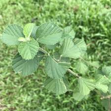 Image result for Sida chrysantha