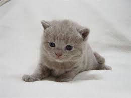 best of british shorthairs pro kittens gallery kittens domestic cat cats