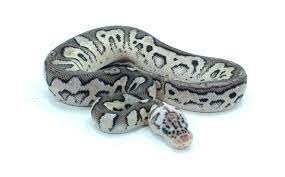 Vpi Axanthic Pewter Clown Ball Python Ball Python Ball Python Morphs Pet Snake