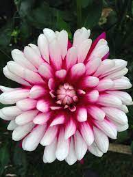 Rebecca S World Dahlia Plants World