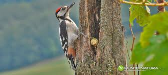 Maybe you would like to learn more about one of these? Picchio Rosso Maggiore Dendrocopos Major Punto Natura