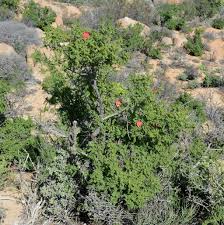 Image result for Erythrophysa