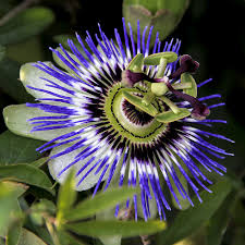 Image result for Passiflora caerulea