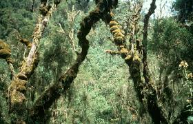 Image result for Lepidotrichilia volkensii