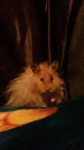 Jpeg quality changer examples click to use. Download Staring Hamster Wallpaper Hd By Bangtanbasic Wallpaper Hd Com