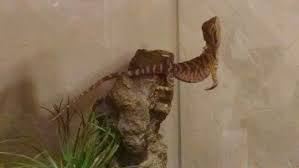 Pin On Reptiles