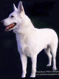 White german shepherd puppies for sale in pa. White German Shepherd Dogs Puppies Polarbear