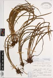 Image result for Vittaria elongata