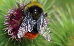 Alina bradford is a contributing writer for live science. Natural Wonders To Watch Out For This Week The Last Charge Of The Red Tailed Bumblebees
