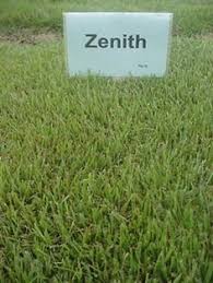 How to seed zoysia grass in existing lawns or new lawns. 16 Zoysia Grass Ideas In 2021 Zoysia Grass Grass Lawn Care