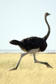 Close Up Of A Male Ostrich Running At Full Speed Africa Wildlife Wild Nature Animals Birds Ostrich Ru Wild Animals Photos African Animals Animals Wild