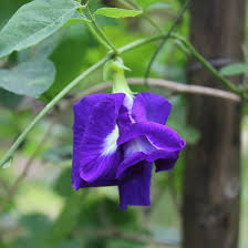 Image result for Clitoria ternatea