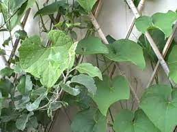 Failing summer squash plants could be caused by a number of issues: How To Grow Chayote Squash Vines Youtube