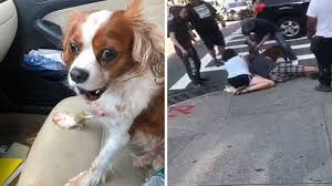 For many a dog lover, one dog often just isn't enough. Pit Bull S Vicious Attack Of Small Dog In New York City Caught On Camera Abc30 Fresno