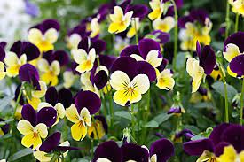 How well do you know the nature of our planet? Cold Resistant Plants For Winters Caramanico Landscape