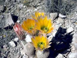 Echinocereus pectinatus (Rainbow cactus) | Native Plants of North America
