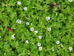Image result for Bacopa monnieri