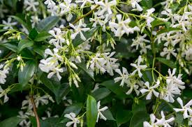 Abebooks books, art & collectibles: How To Grow Star Jasmine Plant Care Tips Horticulture Co Uk