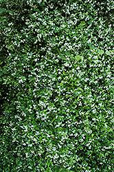 Confederate jasmine vines are ideal for use to climb along the top of fences, on a trellis, on a mailbox, or over an arbor or any other structure that might benefit from or support this magnificent. Confederate Star Jasmine Trachelospermum Jasminoides In Boston Hopkinton Chelmsford Hingham Middleborough Massachusetts Ma At Weston Nurseries