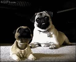Share the best gifs now >>> The Funniest Dog Gifs To Hit The Internet News