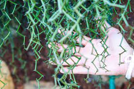How to grow and care. Rhipsalis Cereuscula Care Buying Guide Planted Shack