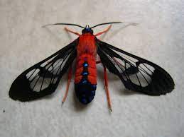 The head and rear part of the body are darker yellow, along with the. Scarlet Bodied Wasp Moth Cosmosoma Myrodora