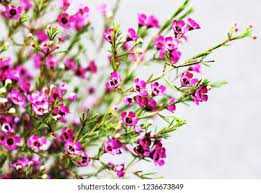 Chamelaucium Flower Label Best Flower Wallpaper