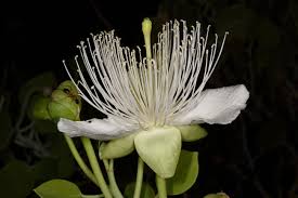 Image result for Capparis cartilaginea