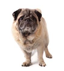 Best Dog Food For Pugs 2018 How To Feed What To Feed Pugs