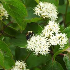 Image result for Sericorema sericea