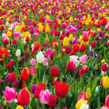 Mixed Tulips Beautiful Flowers Flower Aesthetic Parrot Tulips