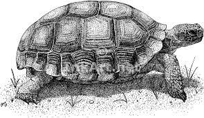 Pin On Kerstin S Turtles
