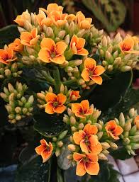 Shop ftd® & save on florist designed bouquets. Flaming Katy Kalanchoe Blossfeldiana Guide Our House Plants