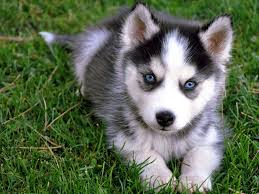 Cute Husky Puppies Wallpapers Top Free Cute Husky Puppies Backgrounds Wallpaperaccess