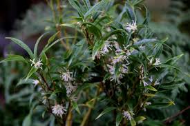 Image result for Crateva eminens