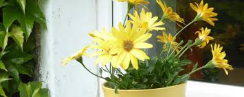 Image result for paprskovka obrázek