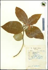 Image result for Holarrhena pubescens