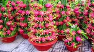 5 Cara Menaman Buah Naga Dalam Pot How To Grow Dragon Fruit Youtube